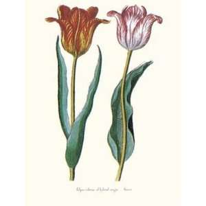  Tulipa Cultivar   Poster by George Wolfgang Knorr (5.5x8 
