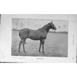    1909 Antique Photograph Enthusiast Horse Sport