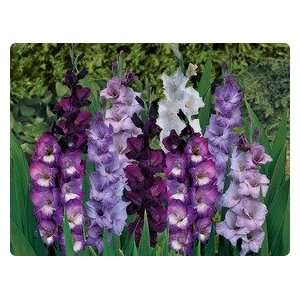    Blue Gladiolus Blend 5 bulbs potted plant Patio, Lawn & Garden
