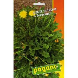 Pagano 1689 Dandelion Greens (Dente Di Leone) Seed Packet 