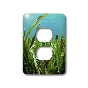 Kike Calvo Panama   Seagrass underwater San Blas Panama   Light Switch 