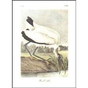  Wood Ibis   Poster by John James Audubon (12x16)