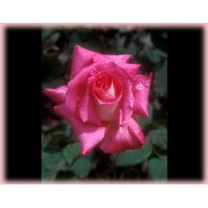    Lobo (Rosa Hybrid Tea)   Bare Root Rose Patio, Lawn & Garden