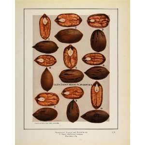 1913 Print Pecan Nut Shell Glen Saint Mary Nurseries   Original Print 