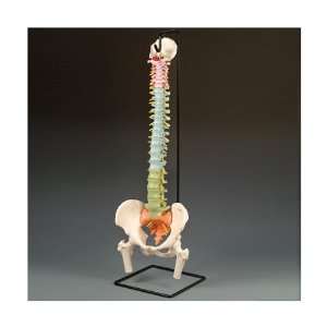 Didactic Flexible Spine with Femur Heads A58/9  Industrial 