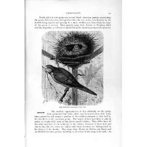  GREY BREASTED PARRAQUET BIRDS NATURAL HISTORY 1895