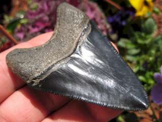 15/16 MEGALODON SHARK Tooth Fossil Megladon Teeth USA  