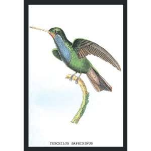  Hummingbird Trochilus Saphirinus 24X36 Giclee Paper