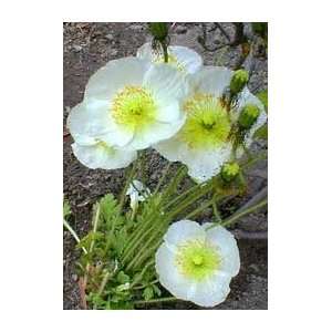  White/cream Iceland Poppy Seed Packet Dm Patio, Lawn 