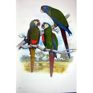  World Parrots 1973 IlligerS & Blue Headed Macaw