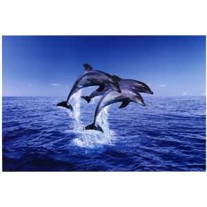   Dolphins Trio Jump   Inspirational Posters   24 x 36