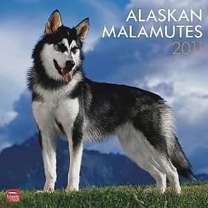  Alaskan Malamutes 2011 Wall Calendar