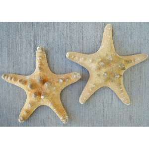  Knobby Starfish   2 pcs. 