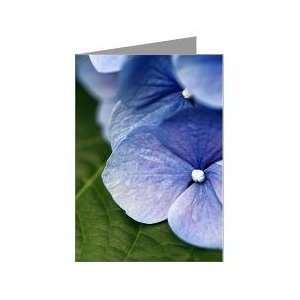  Blue Hydrangea Greeting Card by Tara Health & Personal 