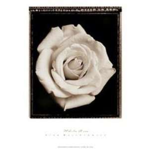  White Rose Poster Print