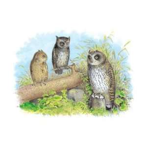   Short Eared Owl and Screech Owl 20x30 poster