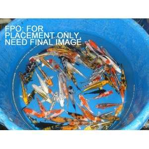  Premium Butterfly Koi Pond Pack 1000 Gallons
