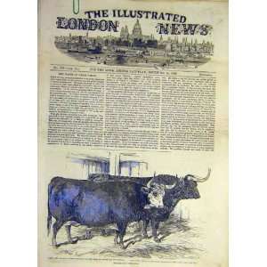   Smithfield Cattle Show Hereford Ox Highland Animal