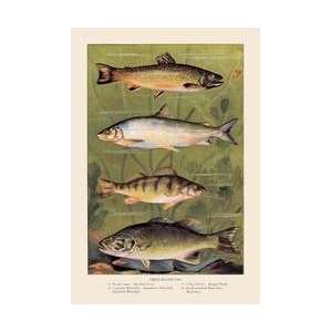  Freshwater Fish 20x30 poster