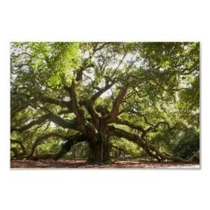  Angel Oak Tree Johns Island, South Carolina Posters