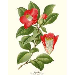  Botanical Prints Camellia Flower