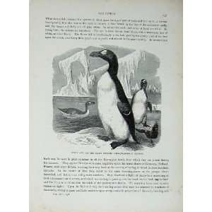  CassellS Birds C1870 Great Auk Giant Penguin Impennis 
