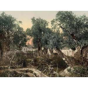   Travel Poster   Garden of Gethsemane Jerusalem Holy Land 24 X 18.5