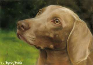 Original Pastel painting Weimaraner dog Pastell Zeichnung Tier Hund 