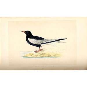   British Birds 1St Ed Morris White Wing Black Tern