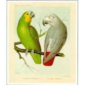 & Grey Parrots    Print 