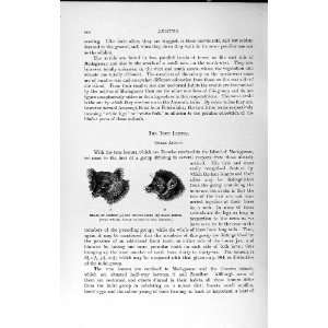   NATURAL HISTORY 1893 94 HEAD COMMON SMOOTH EARED LEMUR