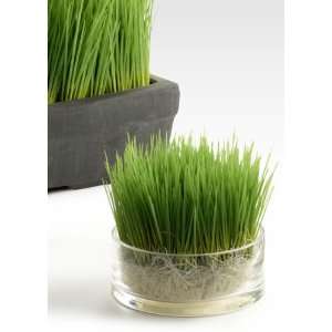  Artificial Wheatgrass in Clear Glass Cylinder. 4 3/4in D X 
