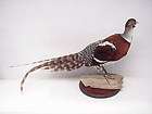 Vintage Rooster Pheasant Mounted Taxidermy