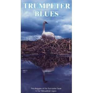  Trumpeter Blues The Struggles of the Trumpeter Swan in 