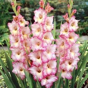   and beautifull gladiolus bulb Priscilla at lowest price  Best offer