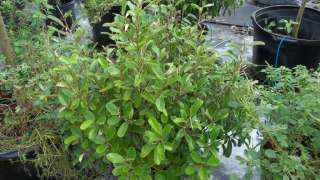 10 Jamaican Caper Shrub Tree Bush Seed Pods Tropical  