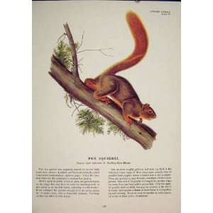 Fox Squirrels Squirrel Color Antique Print Fine Old Art  