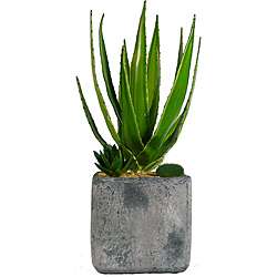 Laura Ashley Aloe Succulents in Clay Container  