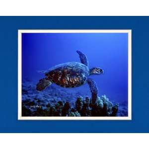  Green Sea Turtle   Matted Image