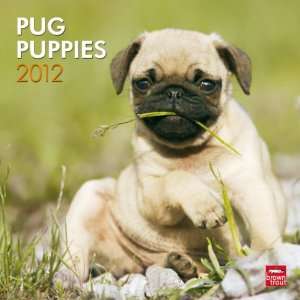 Pug Puppies 2012 Square 12X12 Wall Calendar BrownTrout Publishers Inc 