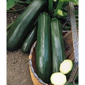  Squash, Summer, Super Zuke Zucchini Hybrid 1 Pkt. (13 