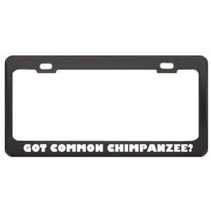 Got Common Chimpanzee? Animals Pets Black Metal License Plate Frame 