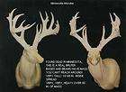   MASSIVE WHITETAIL REPLICA SCORES 217 ANTLER DEER ANTLERS TAXIDERMY
