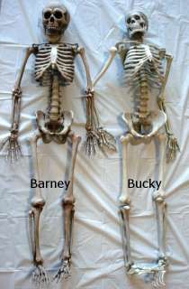 Life Size Human Skeleton Barney, Halloween prop model  