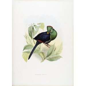 Hermann Schlegel, the Turacos 08 Musophaga Meriani, (Limited Edition 