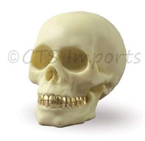 IVORY WHITE SKULL FIGURINE WITH GOLD TEETH COOL REALISTIC SKULL  