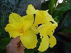 yellow canna  