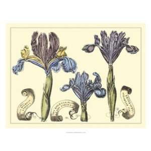   Iris in Bloom II   Poster by Claude Langlois (26x20)