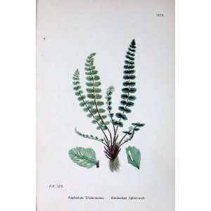  Maidenhair Spleenwort Botany Plants C1902 Asplenium