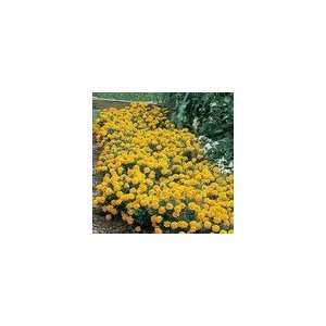  Marigold Janie Primrose Yellow Patio, Lawn & Garden